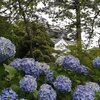 ちょっとそこまで　ちょっと先の伊賀八幡宮のハス　2024.06.24