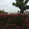 広島県福山市 バラ公園と緑町公園のバラ(^^)