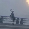 【2020年代的風景】橋上の憂鬱