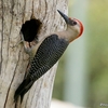 ベリーズ　クルックドツリー野生保護区の野鳥たち