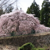 八橋の枝垂れ桜