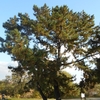 Pinus thunbergii　クロマツ