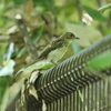 キビタキ幼鳥順調に成長中(大阪城野鳥探鳥20220702 4:35-10:15)