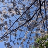 お弁当持ってプチ花見行ってきました！