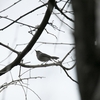 ホオジロズグロブユムシクイ White-lored Gnatcatcher