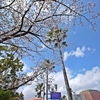 マグネットと桜