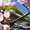 モエレ沼公園で花見&バードウォッチング '26.04.23