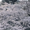 ほぼ満開の桜