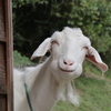 「さーちゃんミニヤギ牧場」で動物とふれあう！癒される！【岡山県新見市】