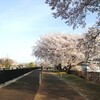 桜の写真撮るの下手くそ選手権