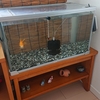 ようやく金魚水槽の砂利を換える
