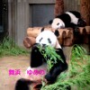 #シャンシャン#上野動物園