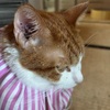 猫様の病気。