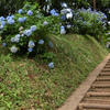 弘法山を紫陽花見ハイキング