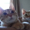 れもぶー