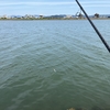 初夏のシーバス釣りでした