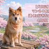 4月2日 マンネリ打破！冒険を夢見るボク 犬のデンタルケア決定版
