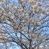 今が旬！！この時期限定！！満開の桜を宮崎で♡～天ヶ城公園～