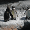 茨城県大洗水族館！