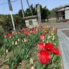 咲き始めました！