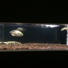 大型魚 古代魚水槽で砂利を敷くならオススメはこれ 金欠パパの四畳半アクアリウム