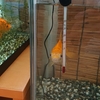 水槽の砂利を換えて良かったと思う