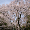 願わくば 花の咲く程 知り死なむ。