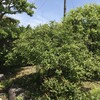 今年の酢橘は・・・どうなる？