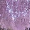 日中線の垂れ桜