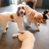 沼津の大型犬カフェ「LOA」に行ってきた