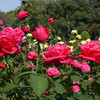 神代植物公園　秋のバラフェステ