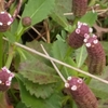 芋虫みたいな謎花の正体がついに判明！～その名はイワダレソウ(岩垂草)