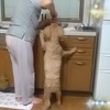 犬はブドウを食べちゃダメ／70代シニアのインスタグラム