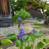 法華寺のミズアオイ（９月上旬～９月下旬）