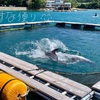 イルカとクジラに会える海上遊歩道が太地町にオープン