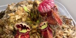 セファロタス成長記録=2026/5月9日 #食虫植物 #セファロタス #icos #著作権無料 #BGM