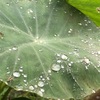 畑からこんにちは！　1010   "雨の日の浸水…  "    雨でも楽しめる家庭菜園！