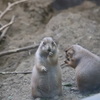 北海道旅行2日目円山動物園