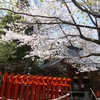 春日神社の赤い鳥居と「ソメイヨシノ」