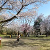 とちぎ桜_八幡山公園