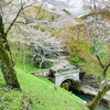 【桜の備忘録】琵琶湖疏水の桜 