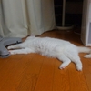 猫様の普段の生活の記録と写真をどうぞ