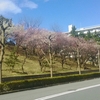 梅の花が満開　寒かった冬の終わりを感じる梅の花の香り　　