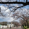 今年の桜（２）　万博記念公園の桜。