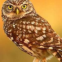 ミミズクとは 動植物の人気 最新記事を集めました はてな