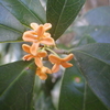 【植物の花の写真】キンモクセイ；モクセイ科  Osmanthus fragrans var. aurantiacus；Oleaceae  2018年10月07日（日）鹿児島市