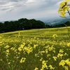 三の倉高原　菜の花畑