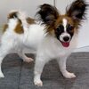 子犬のズーミーがすごい｜トイレ前にも全力ダッシュするパピヨンの話
