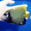 【現物7】タテジマキンチャクダイ 16cm±! 海水魚 ヤッコ 15時までのご注文で当日発送【ヤッコ】