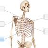 肋骨の構造